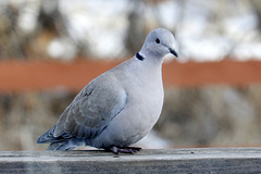 Eurasian Collared Dove