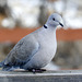 Eurasian Collared Dove