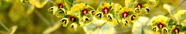 bandeau groupe Euphorbiaceae