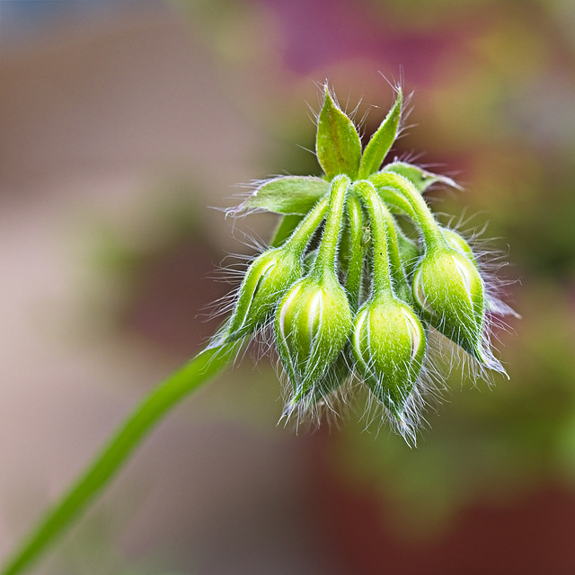 Ivy Geranium Buds