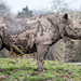 Rhino (3)