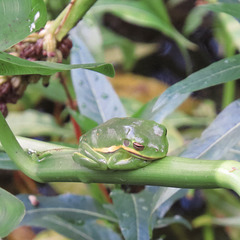 Green tree frog adult