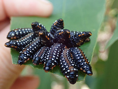 Larvae of a species of leaf-beetle