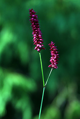 Fleurs siamoises .