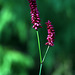 Fleurs siamoises .