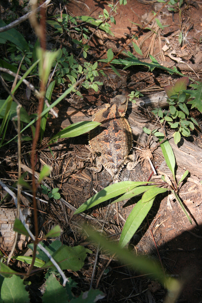 Horny toad