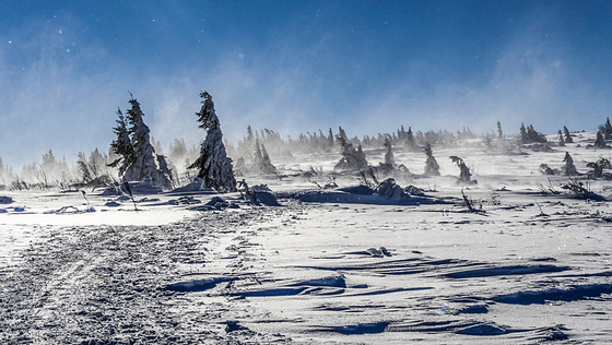 Vosges et la morsure du vent