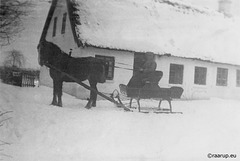 My father driving a horse-drawn sleigh (1940)