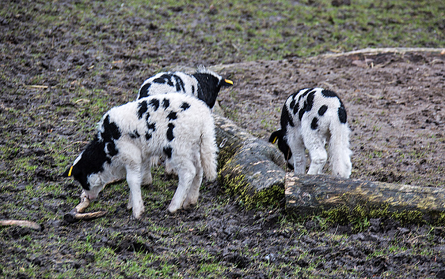 20160303 0260VRAw [D~BI] Jakobschaf (Ovis orientalis f. aries, Jakob Sheep, Mouton de Jakob), Tierpark Olderdissen, Bielefeld