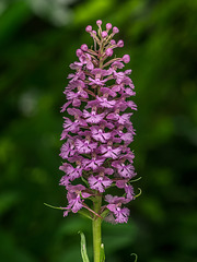 Platanthera psycodes (Small Purple Fringed orchid)