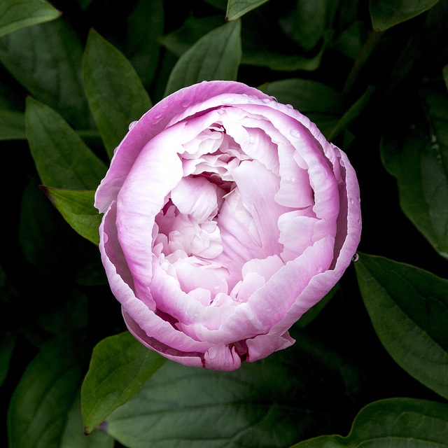 Beningbrough Hall - Peony 1