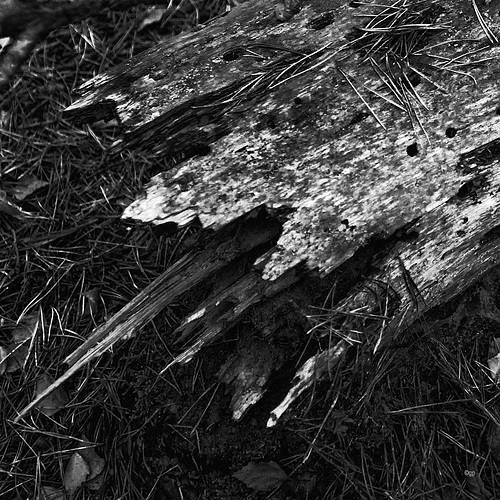 Deadwood