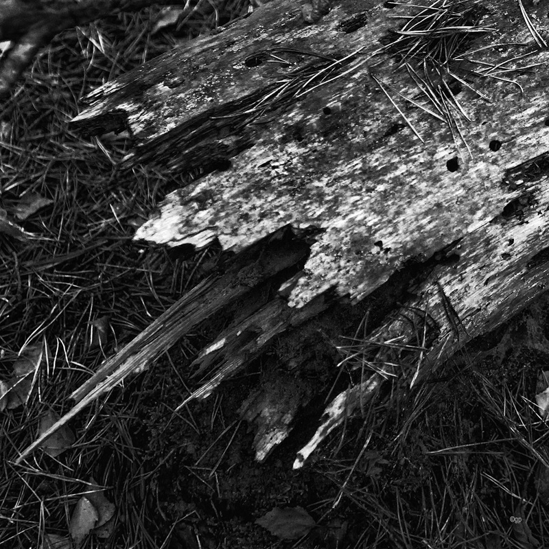 Deadwood
