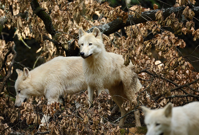 Meute loups arctiques