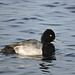 Lesser Scaup