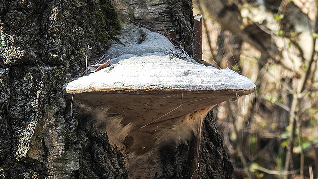 20190408 4570CPw [D~RN] Fichtenporling, Hänge-Birke (Betula pendula), Wolzensee, Rathenow