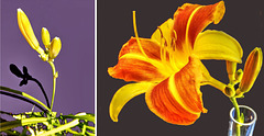 Collage Taglilien (Hemerocallis) ©UdoSm