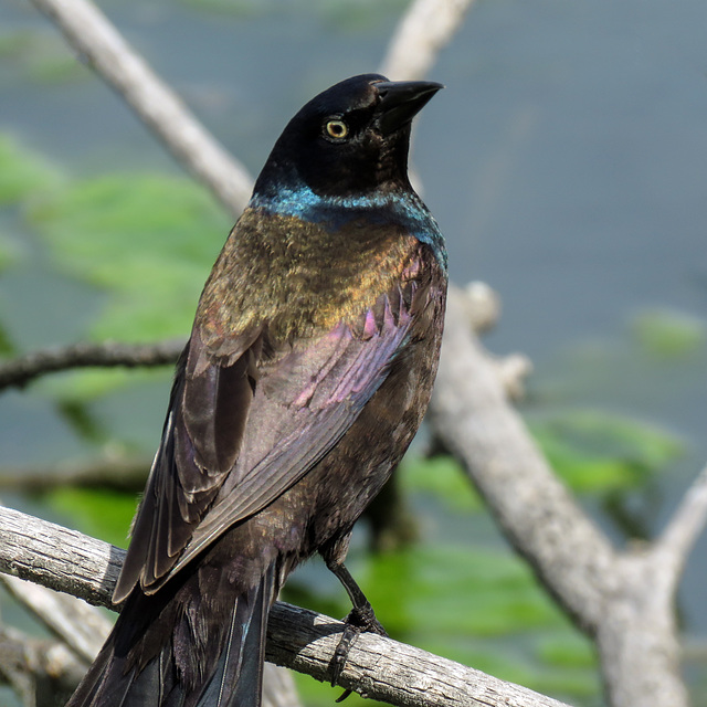 Common Grackle / Quiscalus quiscula