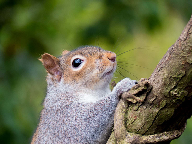 Squirrel.2jpg