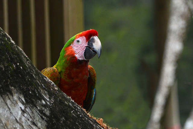 Guatemala, Parrot in the Chocón Machacas Protected Biotope
