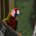 Guatemala, Parrot in the Chocón Machacas Protected Biotope