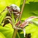20220507 832CPw [D~LIP] Maikäfer (Melolontha melolontha), Bad Salzuflen