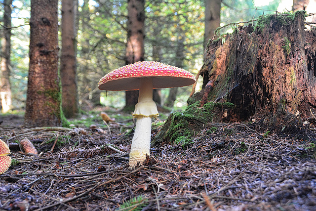 Fliegenpilz (Amanita muscaria)