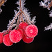 Die roten Früchte leuchten noch im Morgenfrost :))  The red fruits are still shining in the morning frost :)) Les fruits rouges brillent encore dans le gel du matin :))