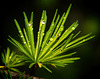 Das schöne Leuchten der Natur nach einen Regen :))  The beautiful glow of nature after a rain :))  La belle lueur de la nature après une pluie :))