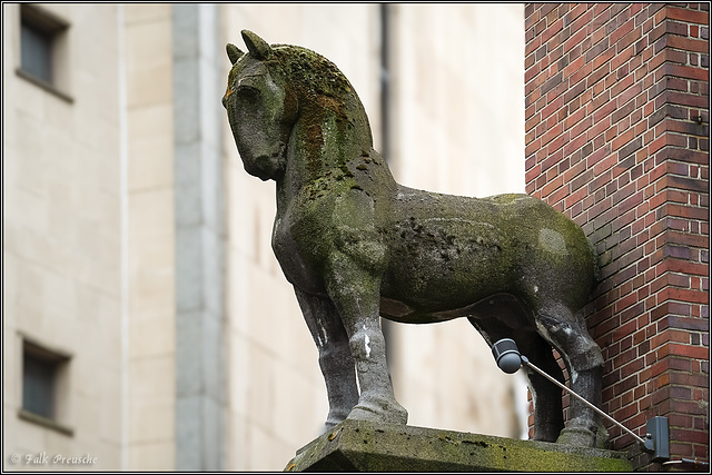 Unters Pferd geschaut