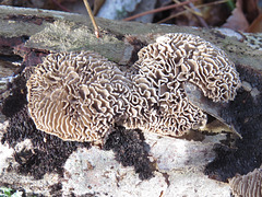 Fungus