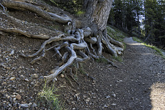 Départ du sentier. (Lac de Souliers ).