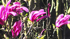 In The Pink!
