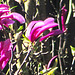 In The Pink!