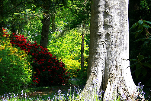 Red Rhododendron