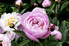 Beningbrough Hall - Peony 2