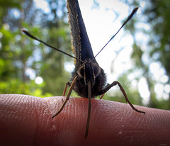 mourning cloak