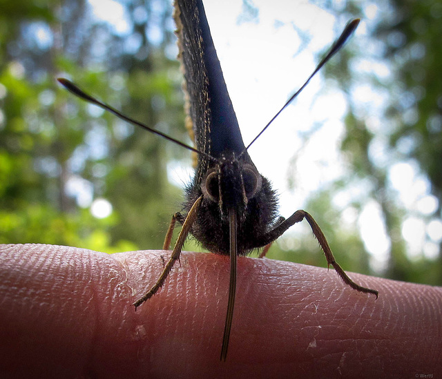 mourning cloak