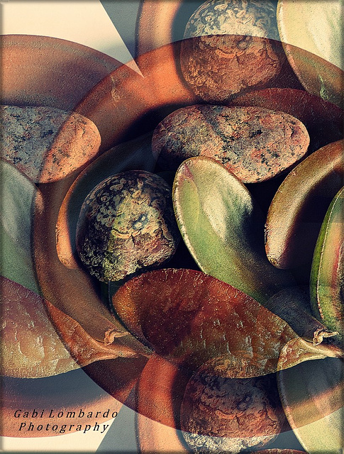 Stones & Leaves