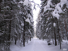 The Road to the Cottage