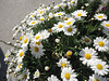 MargueriteS