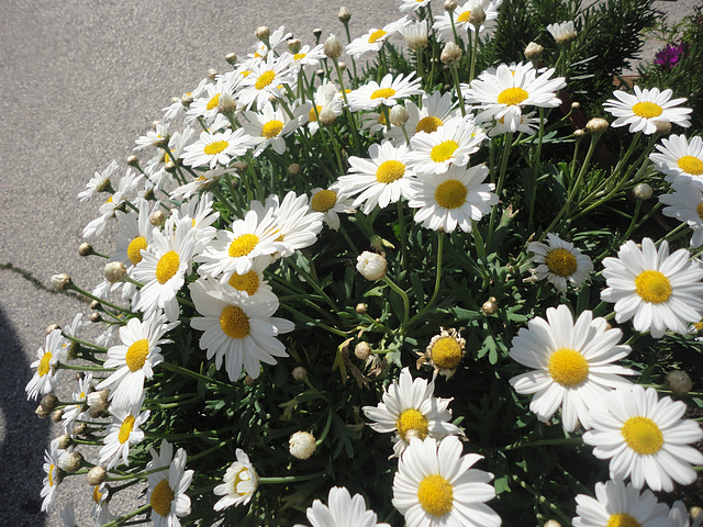 MargueriteS