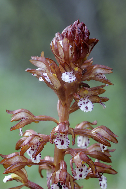 Western Spotted Coralroot