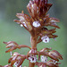 Western Spotted Coralroot