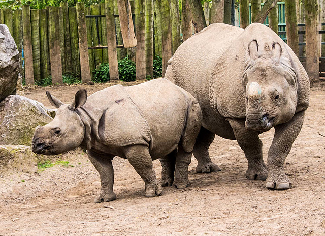 Rhino and young.