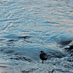 cincle plongeur cincle plongeur