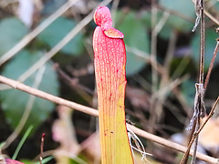 20210221 9946CPw [D~LIP] Schlauchpflanzen (Sarracenia purpurea), [Trompetenpflanze] [Trompetenblatt], UWZ, Bad Salzuflen