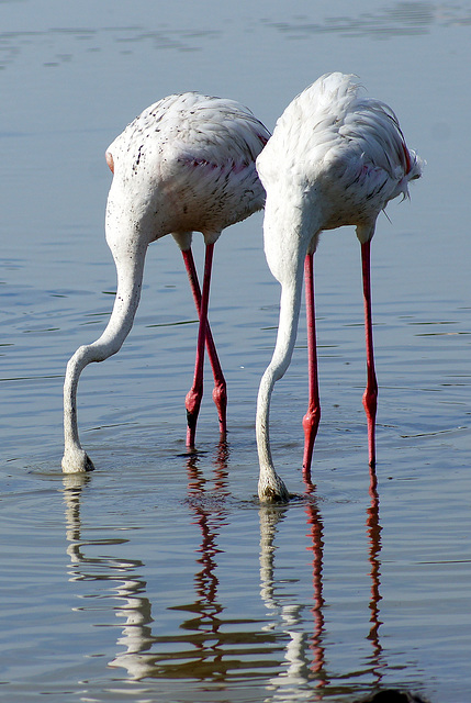 camargue