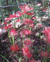 Lycoris radiata