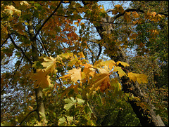 leaves turn to gold...